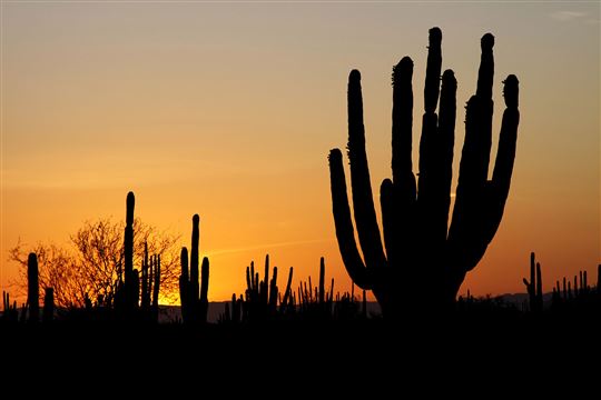 Sunset falling on a Mexican Desert. Photo by Tomas Castelazo via Wikimedia Commons