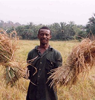 Rice farmer in Sierra Leone. Wikimedia Commons
