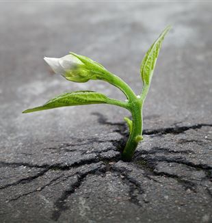 Flower sprouts in sidewalk crack. Via Pixabay