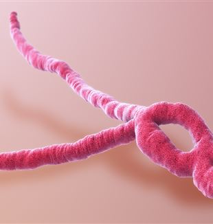 A 3D medical animation still of Ebola virus. Wikimedia Commons